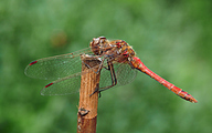 Moustached Darter (Male, Sympetrum vulgatum)